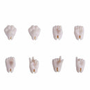 Body - Penny body Cute 1/12BJD Head BJD OB Obitsu 11 YMY Joint Action Toy Doll | The Drift Art Co. 7