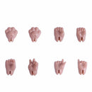 Body - Penny body Cute 1/12BJD Head BJD OB Obitsu 11 YMY Joint Action Toy Doll | The Drift Art Co. 8